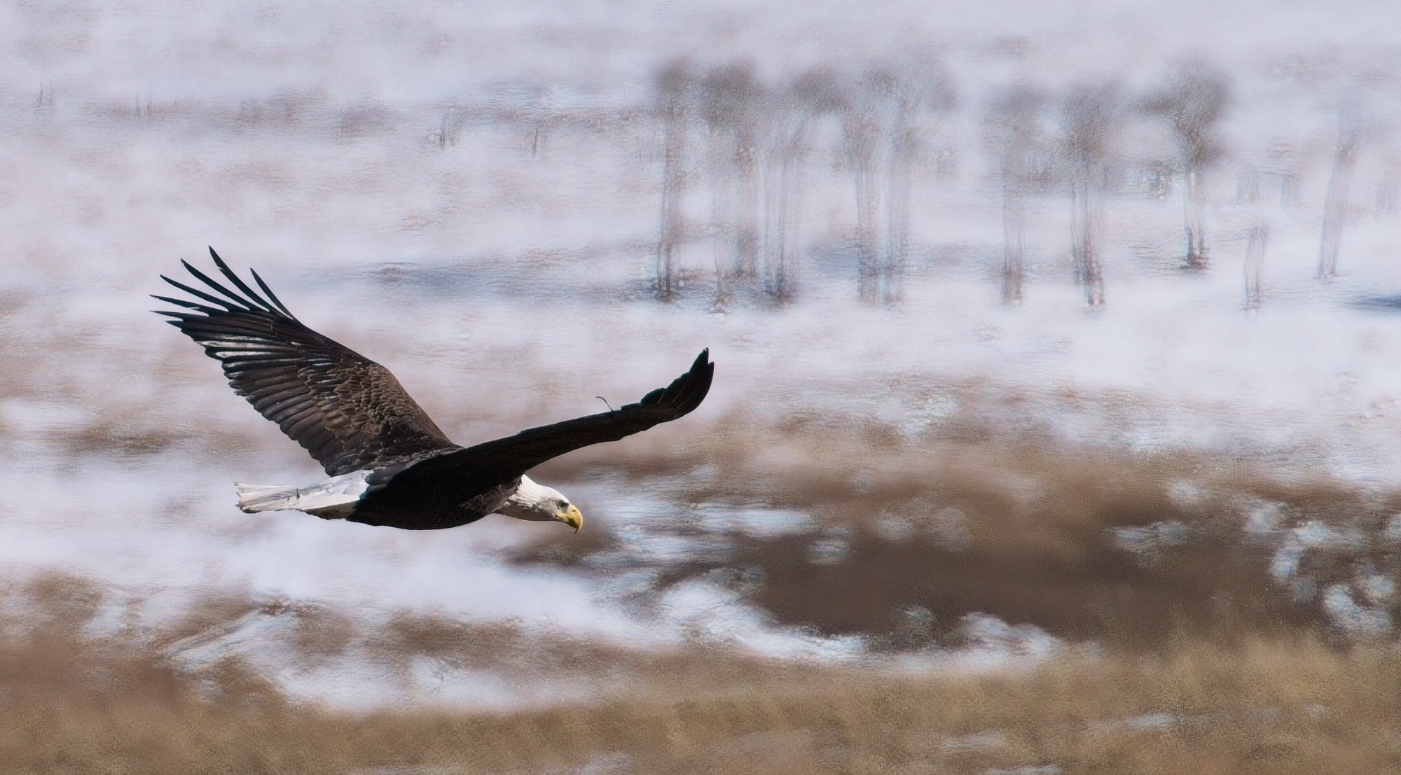 The Wing Held Steady