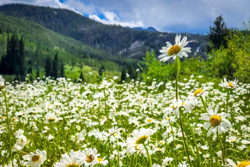 Where the Daisies Stand