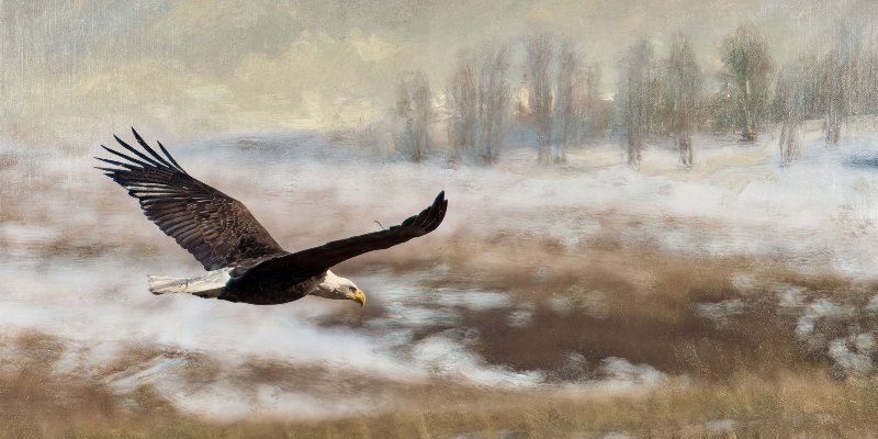 The Wing Held Steady