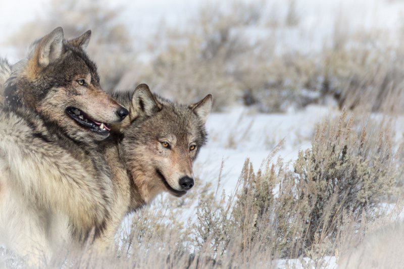 Two Wolves in Sagebrush