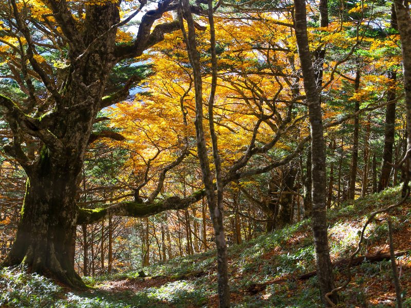 Tsurugi Forest