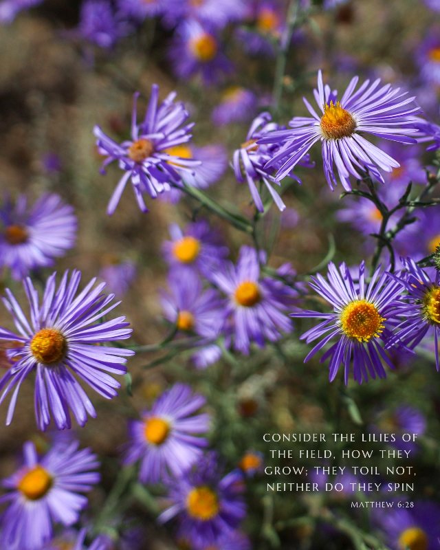 Consider the Lilies