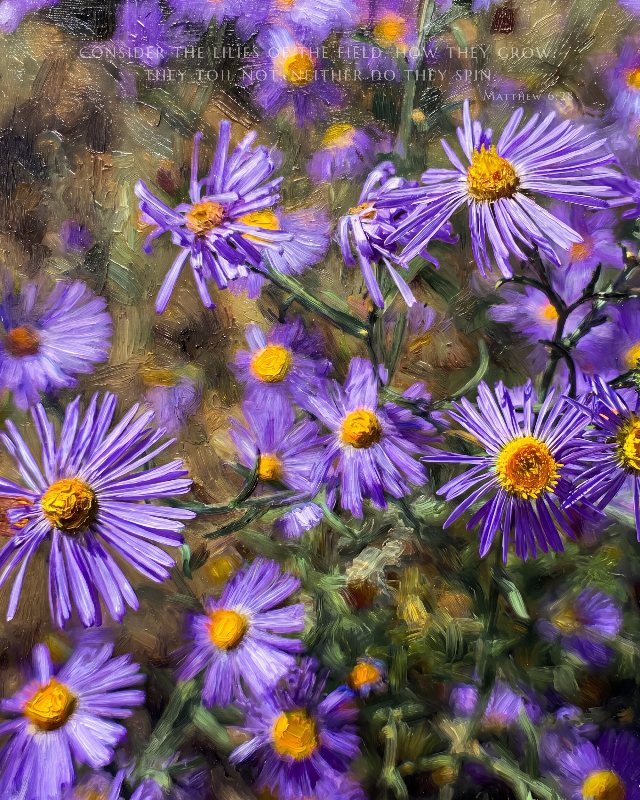 Purple Asters