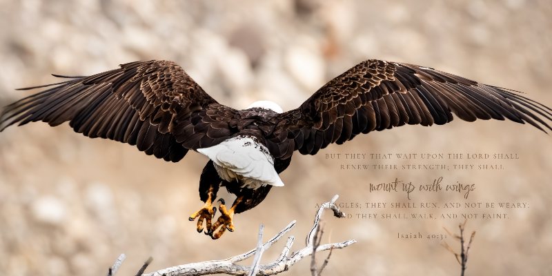 Under His Wings