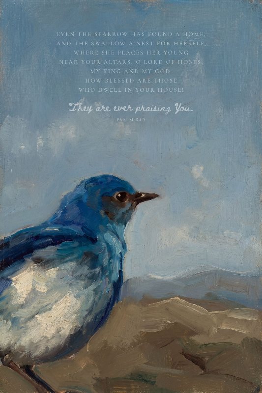 The Mountain Bluebird Waits
