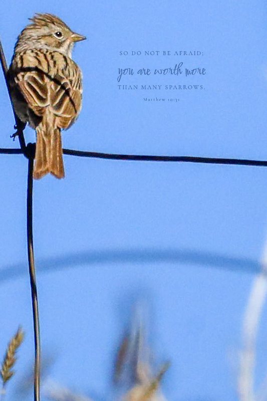 Matthew 10:31