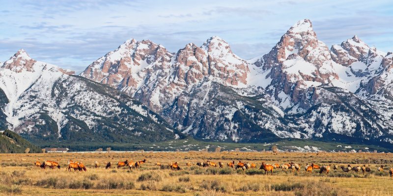 Jackson Elk Herd