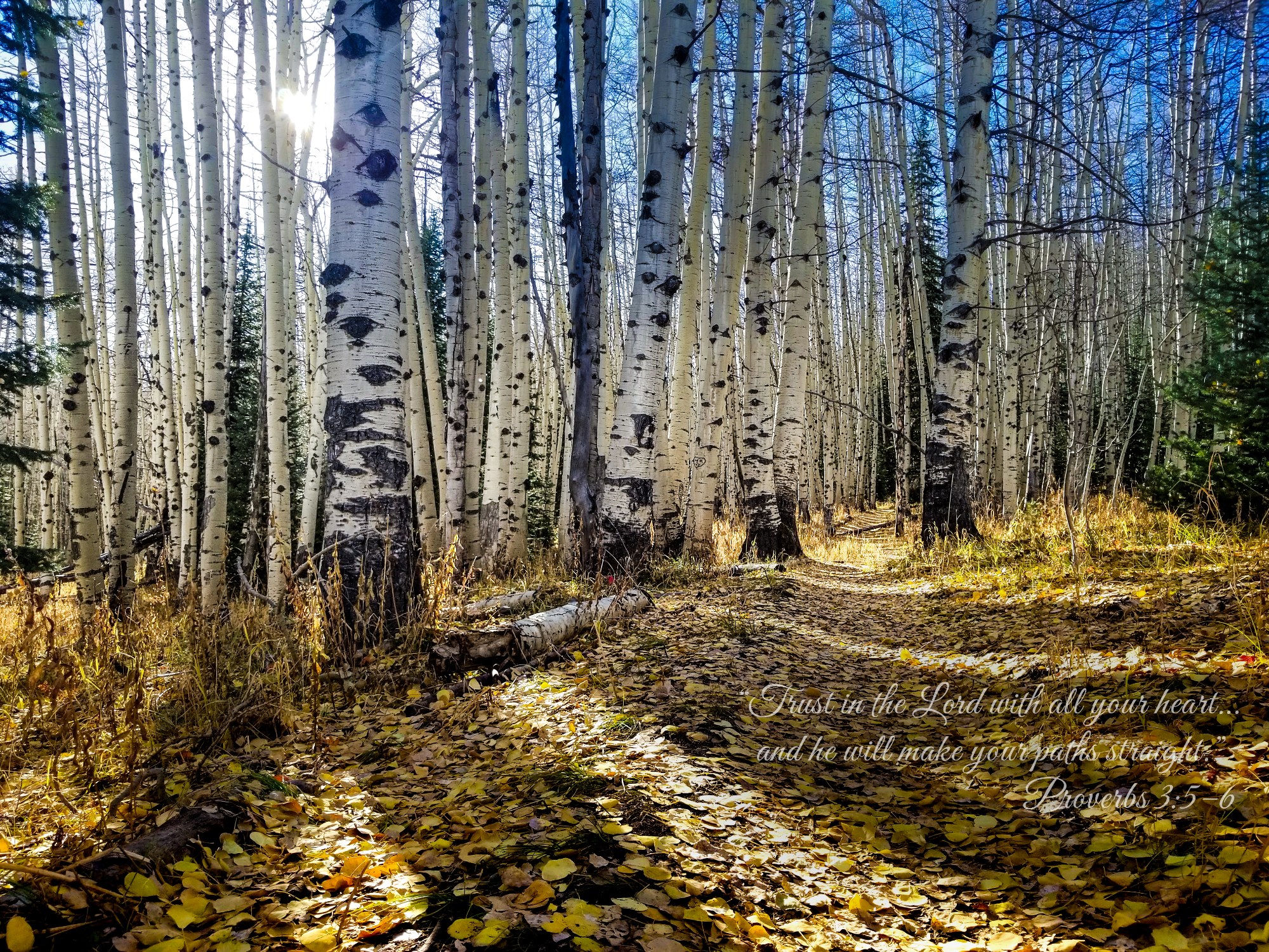 The Path