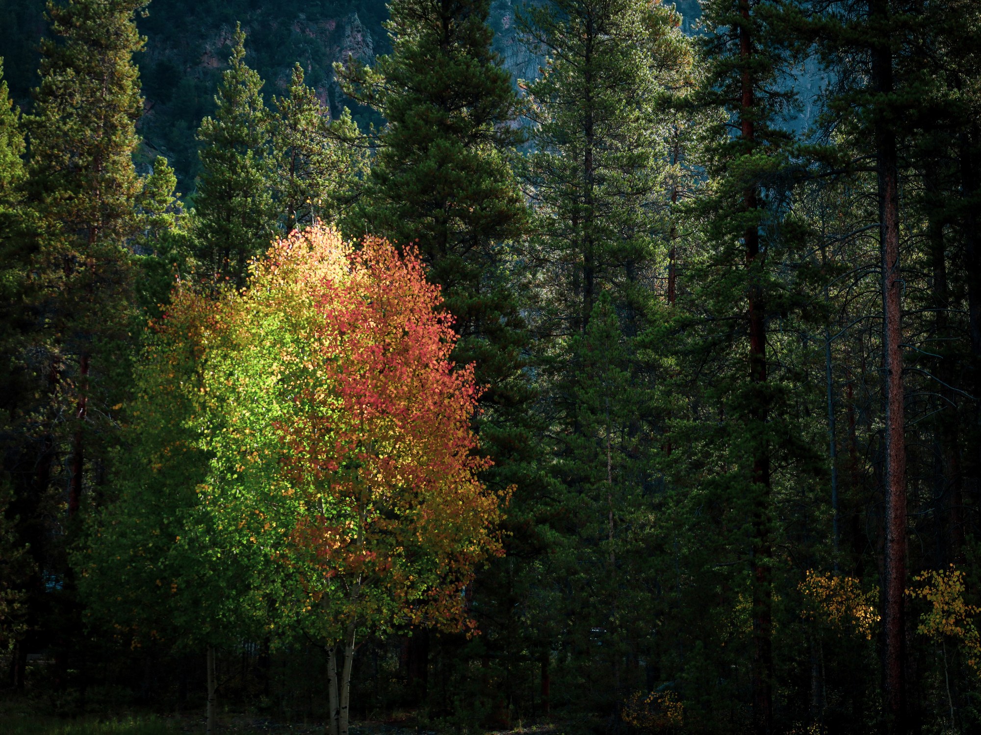 One Aspen Turning
