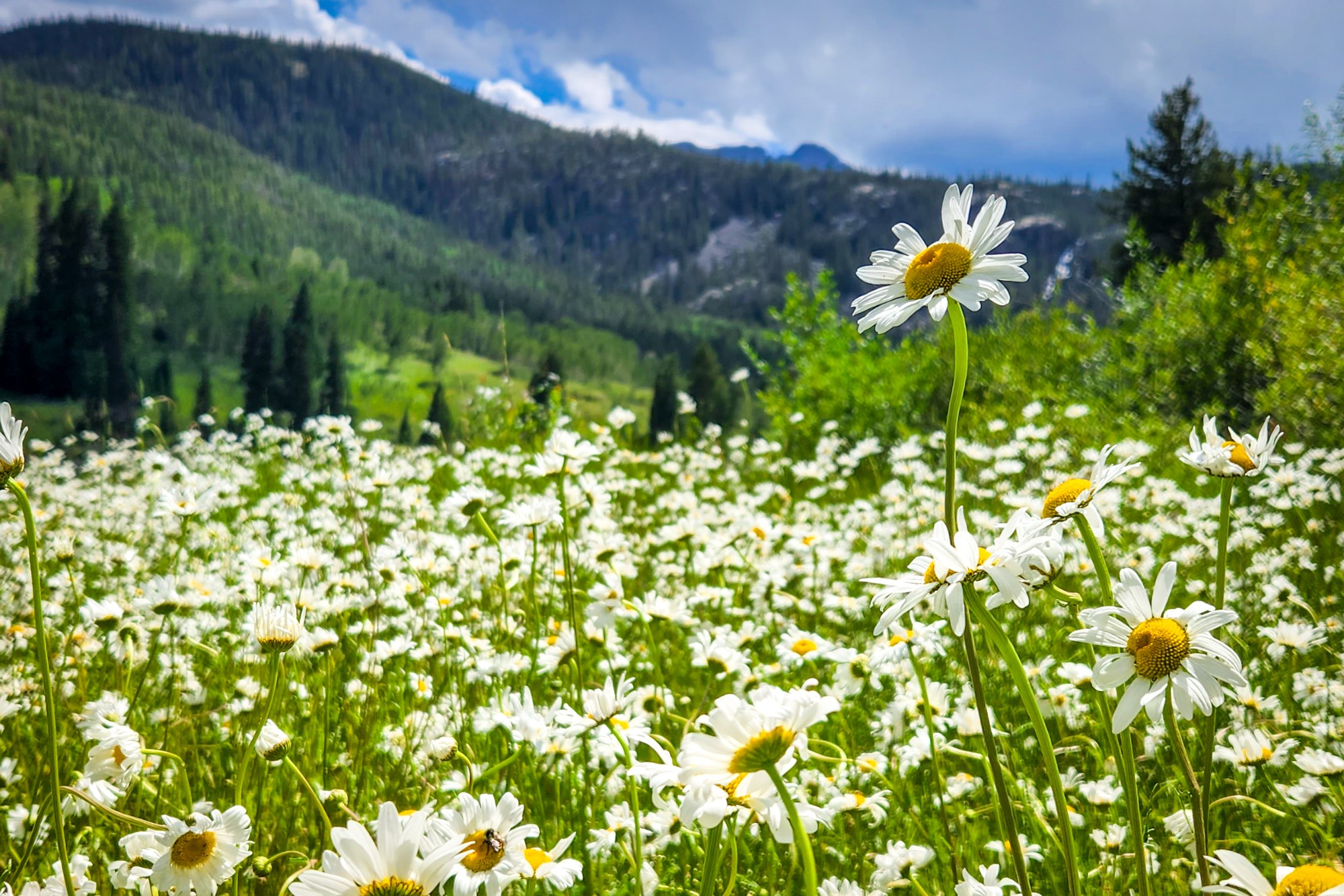 Where the Daisies Stand