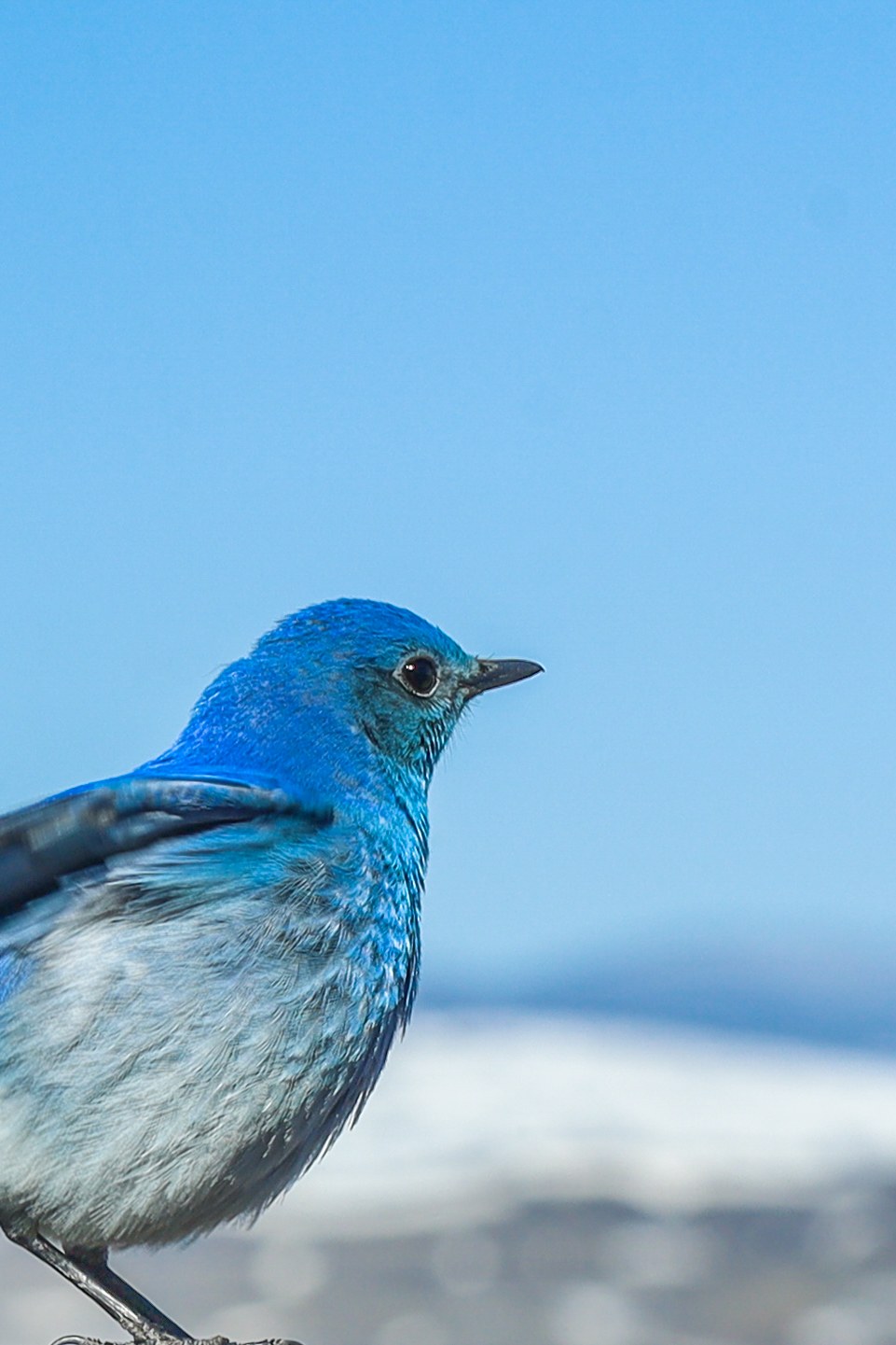 The Mountain Bluebird Waits