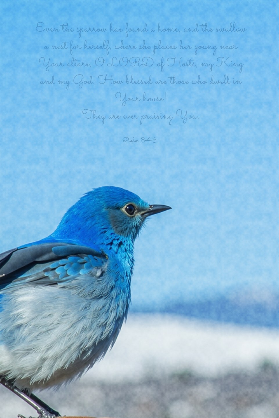 The Mountain Bluebird Waits
