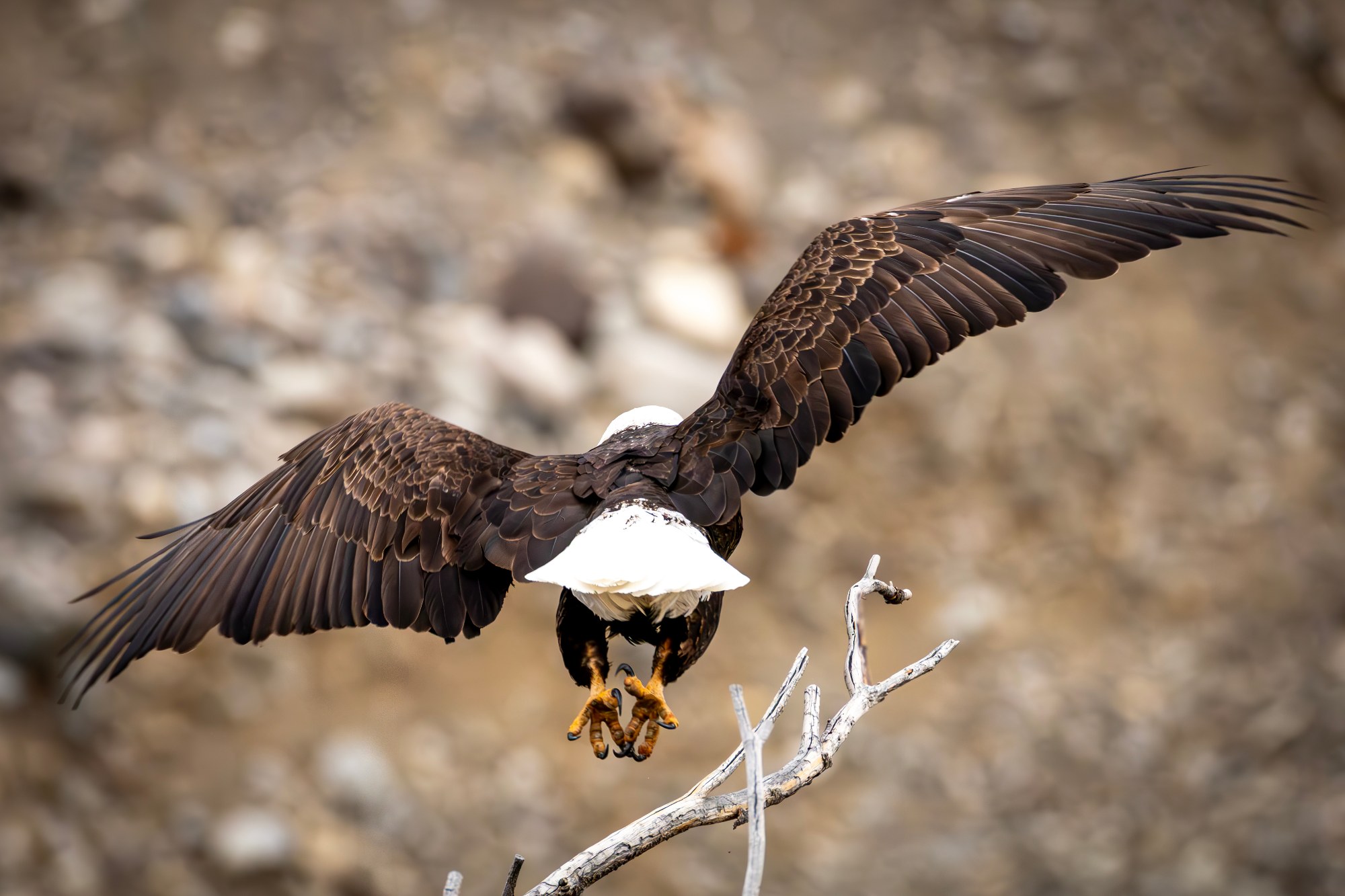 Leap of Faith