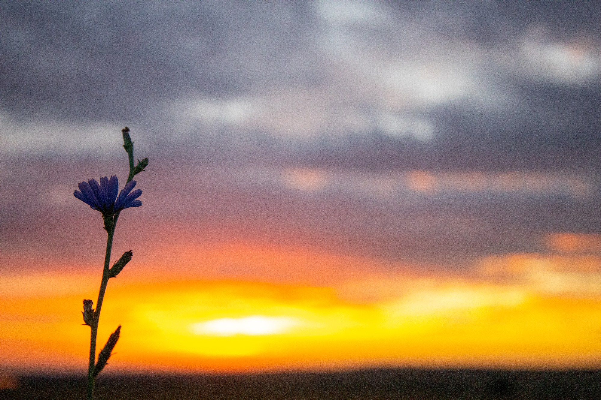 Chicory Rising