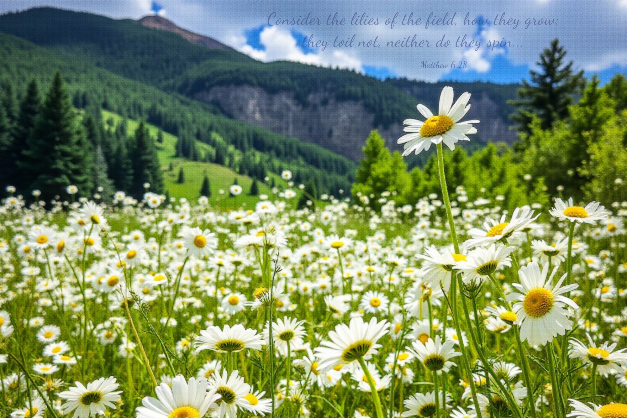 Where the Daisies Stand