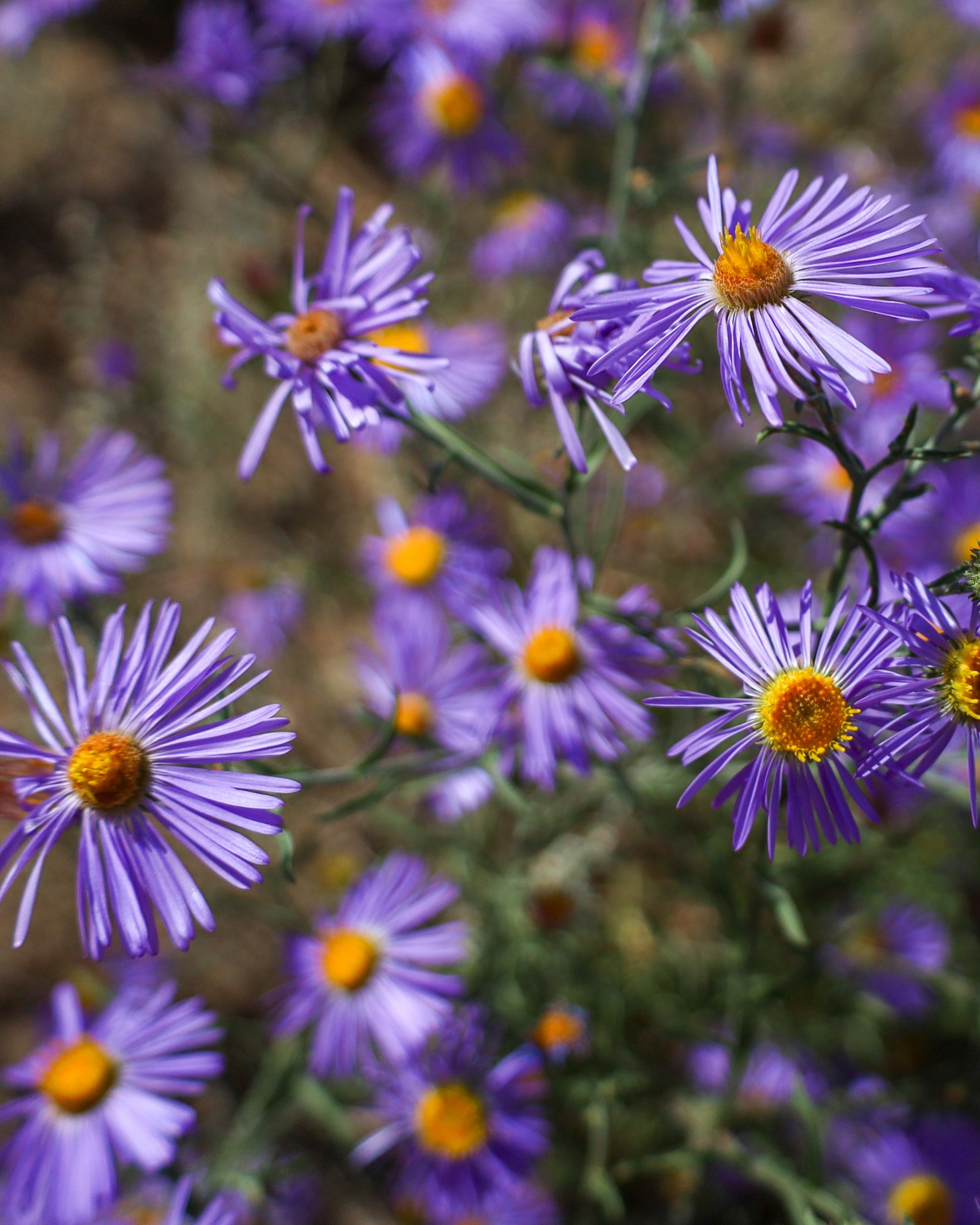 Purple Asters