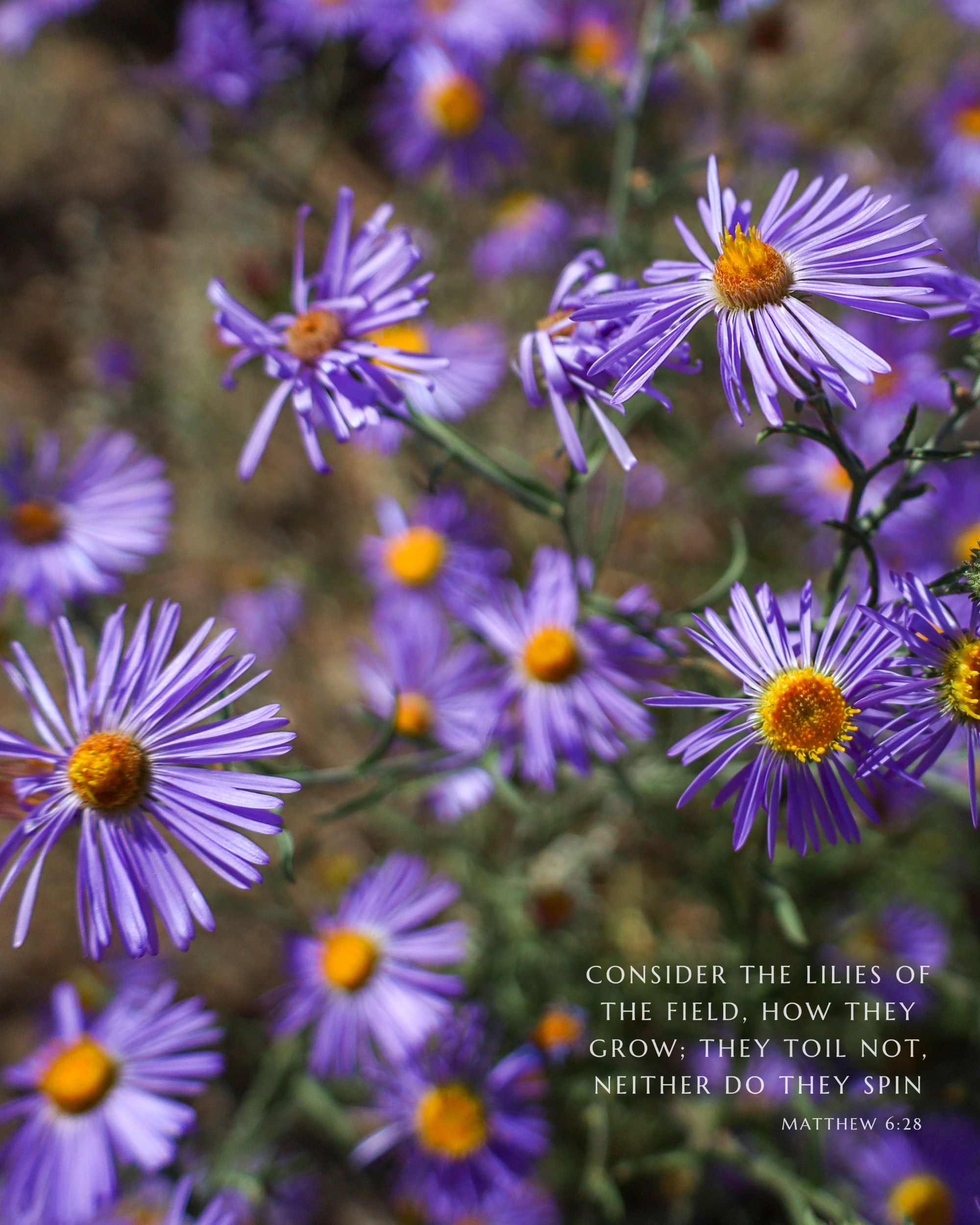 Consider the Lilies · Matthew 6:28 · On the photograph (Purple Asters)