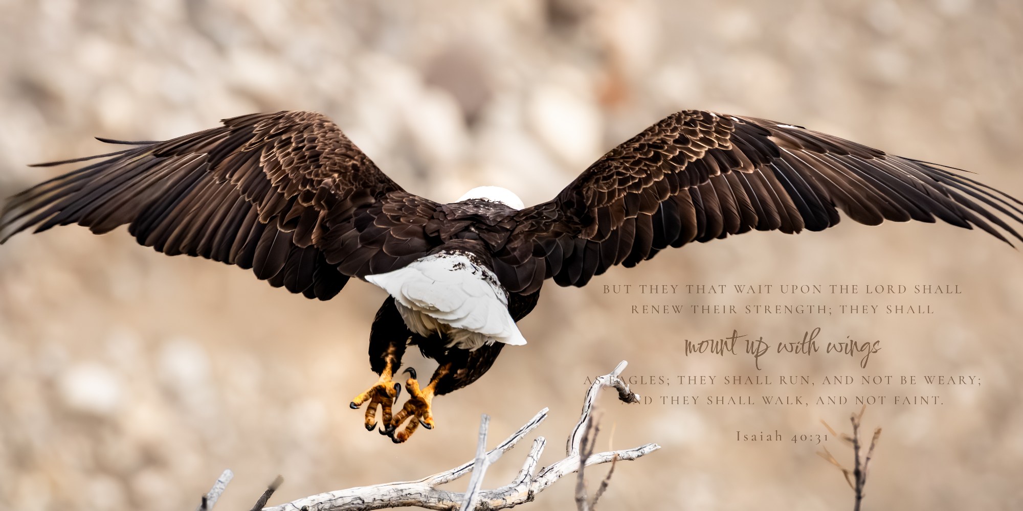 Under His Wings · Isaiah 40:31 · On the photograph (Leap of Faith)