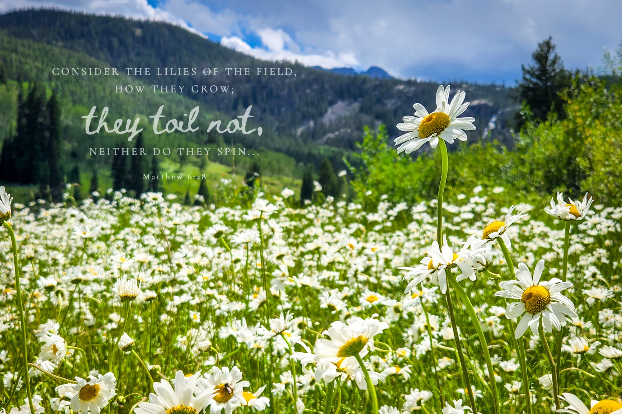 Consider the Lilies · Matthew 6:28 · On the photograph (Where the Daisies Stand)