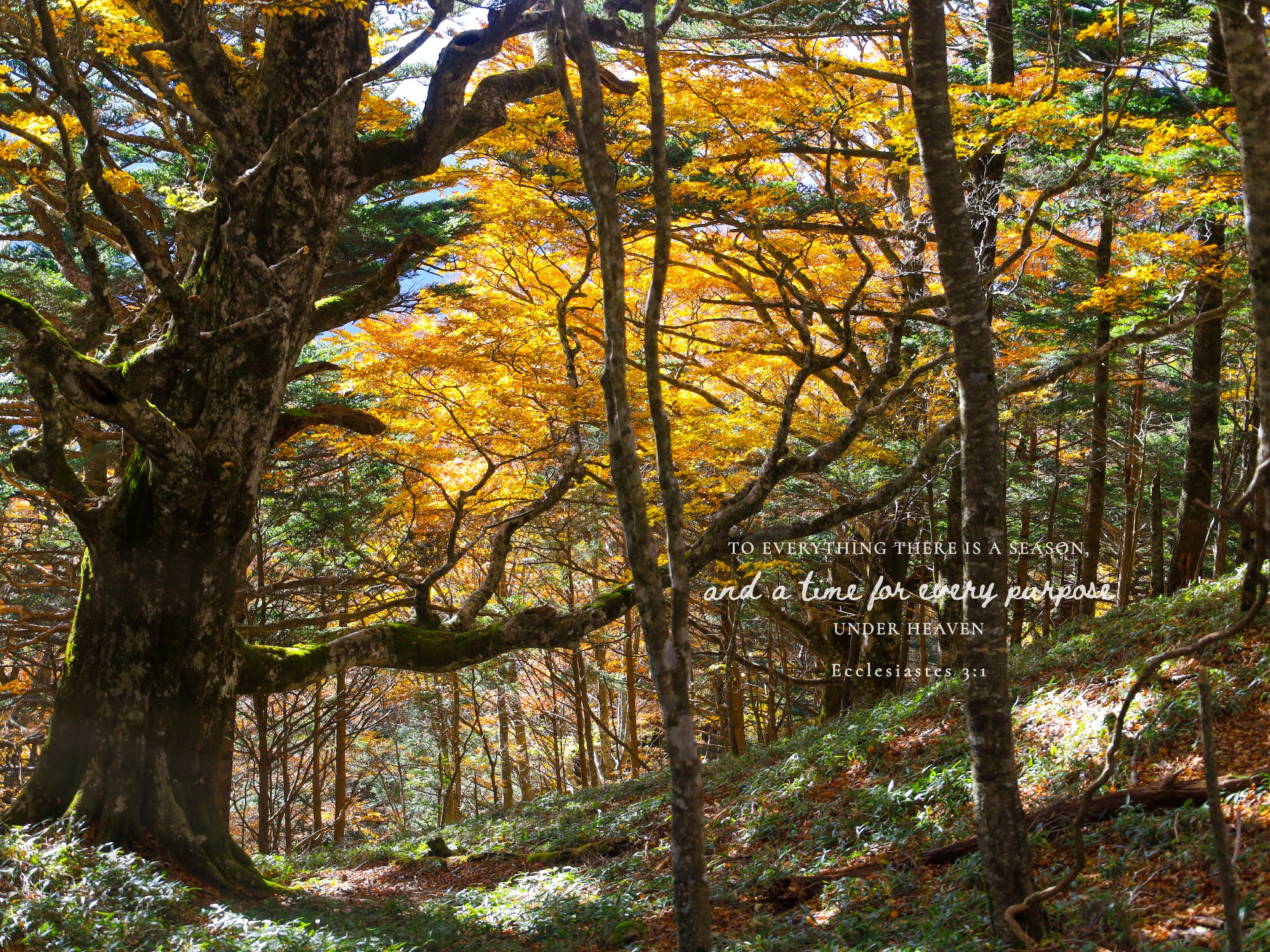 There Is a Season · Ecclesiastes 3:1-4 · On the photograph (Tsurugi Forest)