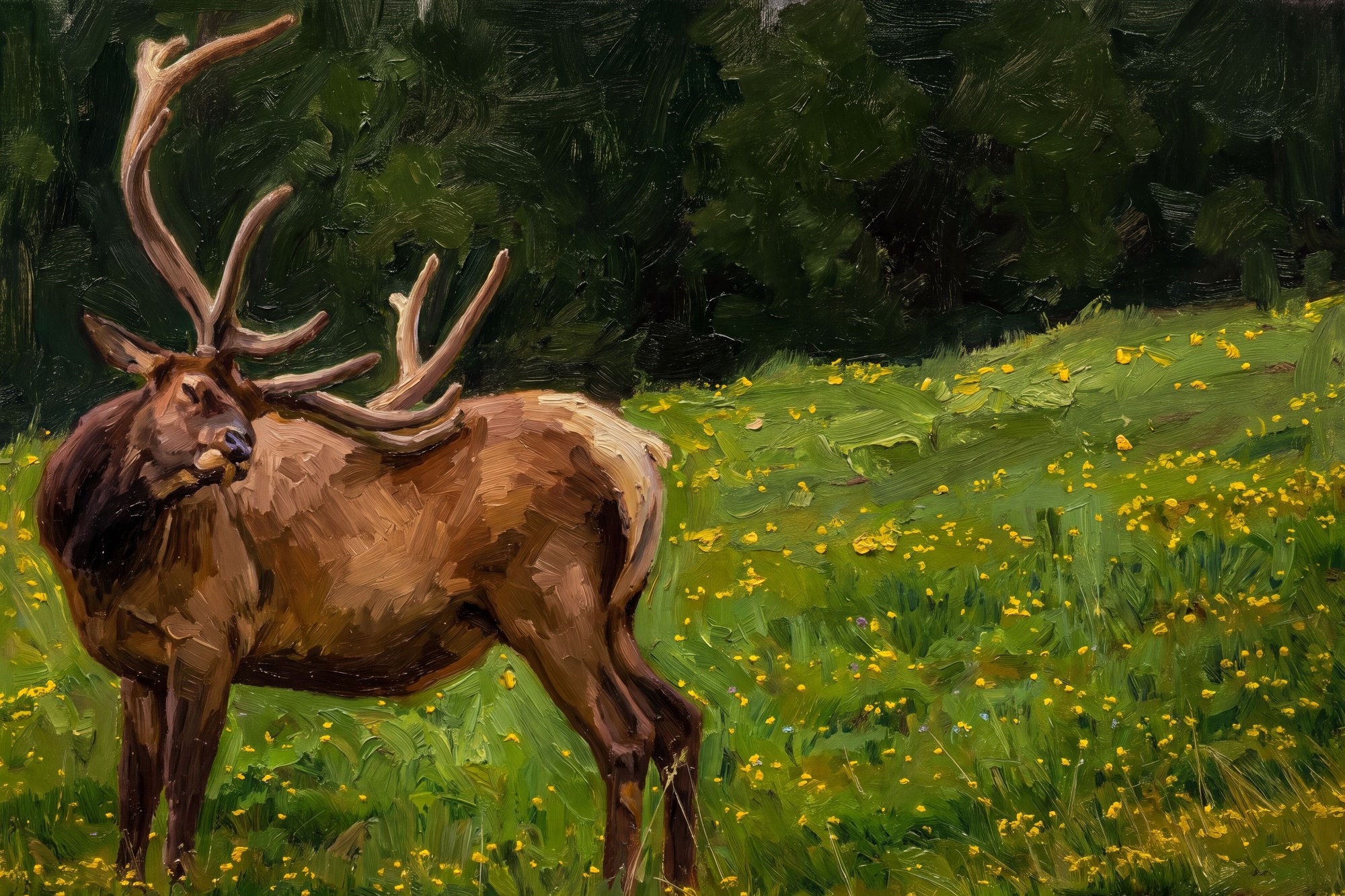 Bull Elk In Summer Grass