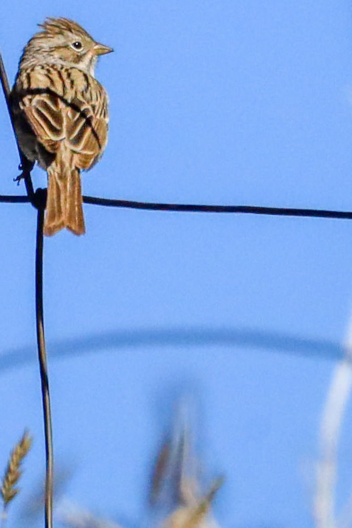 Sparrow On Wire