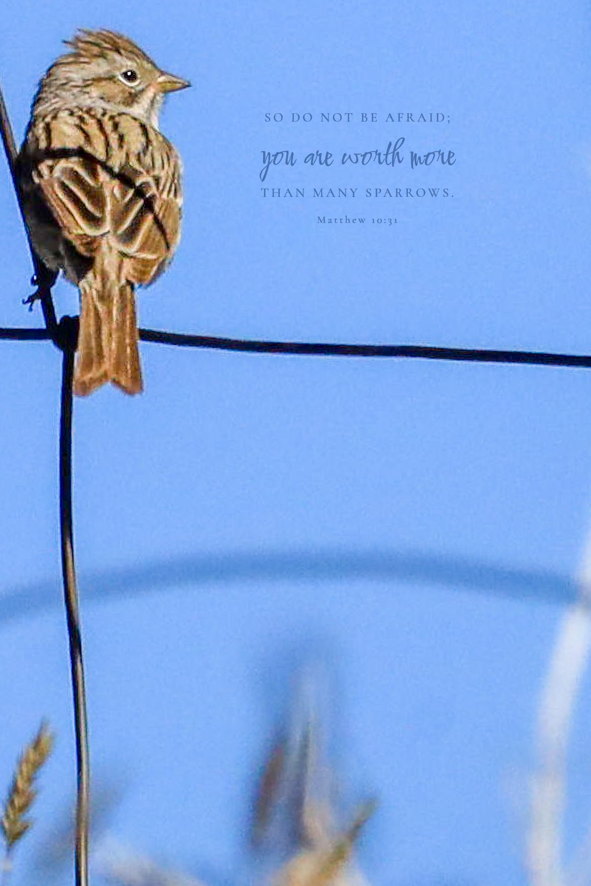 Sparrow On Wire · Matthew 10:31 · On the photograph