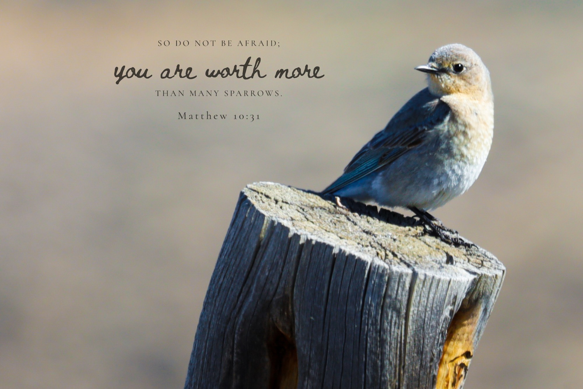 Fencepost Sentinel · Matthew 10:31 · On the photograph